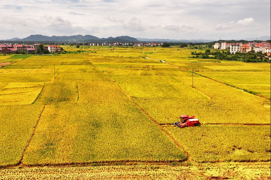 China records a bumper summer grain crop