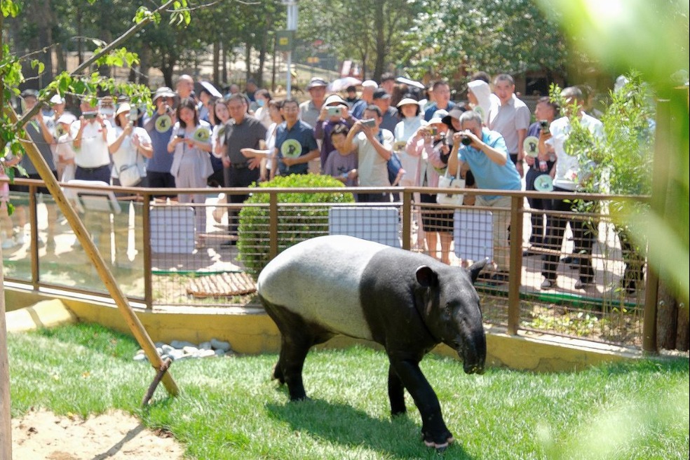 Malayan tapir debuts at Liaoning's Dalian Forest Zoo