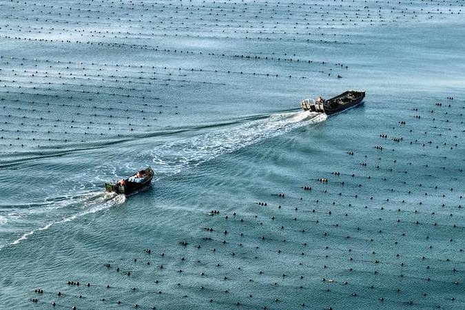 China's marine economy posts steady growth in H1
