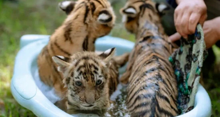 Yangzhou zoo keeps animals cool