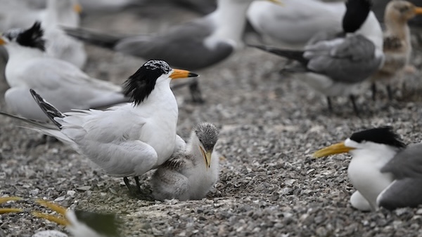 Ningbo records another successful tern breeding season