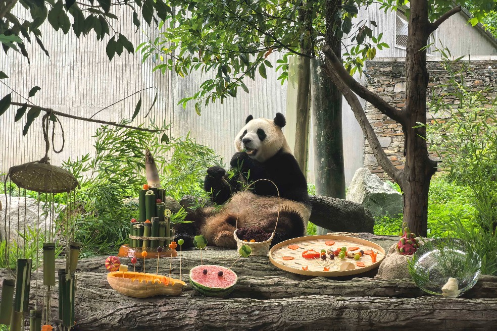 Sichuan panda center livestreams birthing season enrichment event