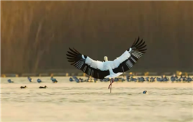 Observe avian life in Yangzhou