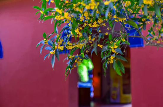 Yangzhou dyed in ancora