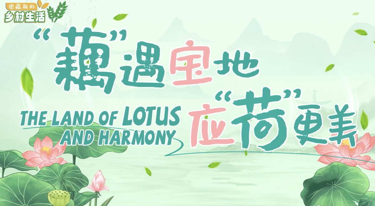 Explore hometown of lotus root in Baoying