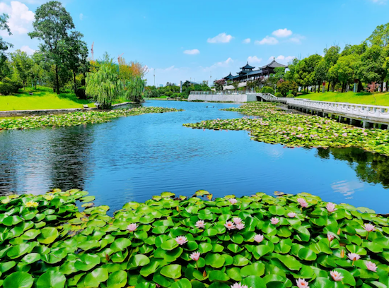 Water lilies grace Yangzhou in midsummer