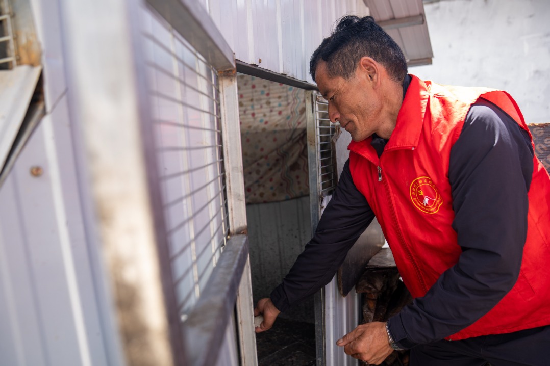 Rescuers safeguard livestock and property in mudslide-hit Gyirong
