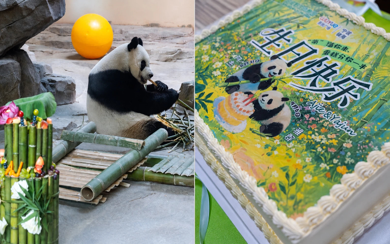 1788228648669041969.jpg Panda.jpg