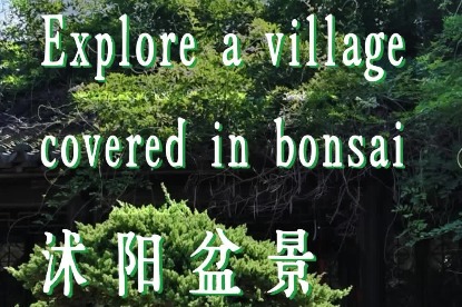 Explore a village known for bonsai