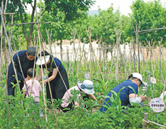Urban 'garden owners' nurture a love for farming