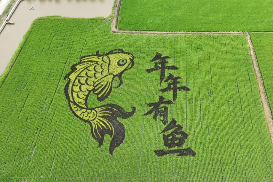 Rice paddy paintings create golden autumn landscape in Jilin