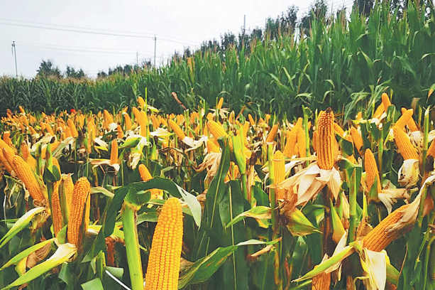 Agri R&D innovations move from lab to market in Hubei