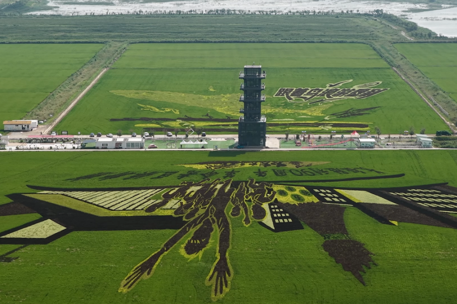 Rice paddy art transforms Yellow River Estuary village into gallery