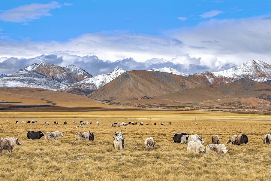 Regulation to ease herders' financial woes