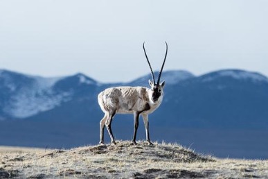 Ecological Progress on the Qinghai-Tibet Plateau