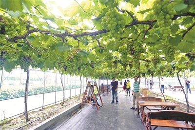 葡萄主题公园.jpg