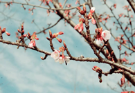 2018 Wuxi International Cherry Festival kicks off