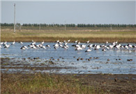 Nature reserves now cover 18 percent of China