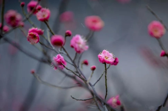 Time to enjoy various flowers in Jinan