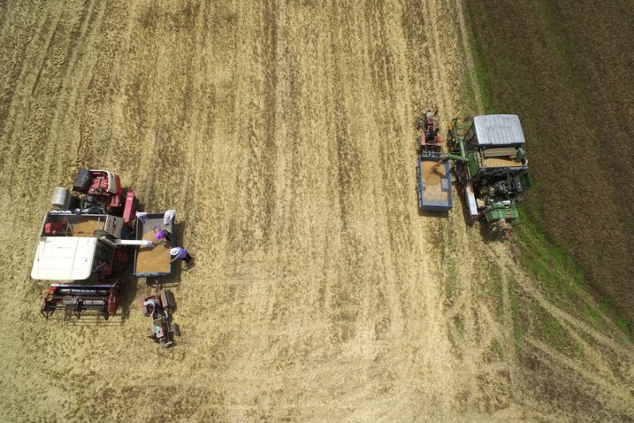 Chinese premier underlines stable grain production