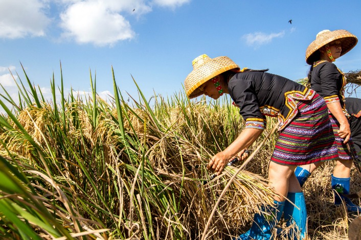 Hainan's hybrid seeds sprout along Belt, Road