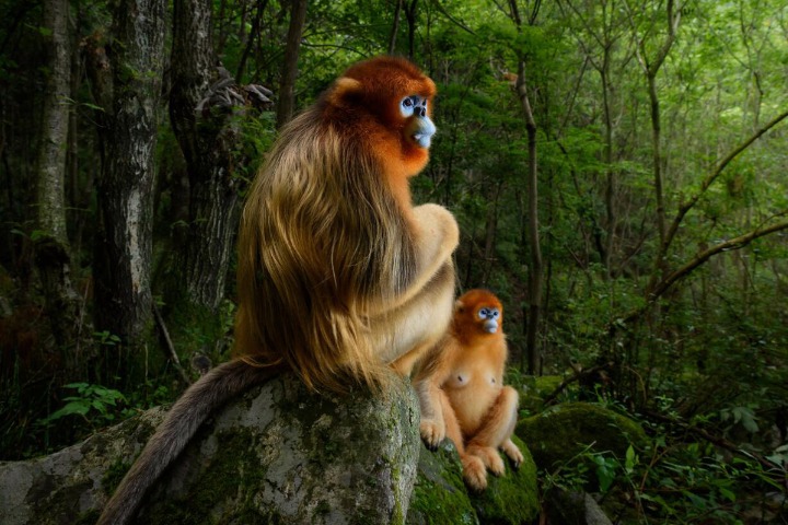 Shaanxi launches campaign to restore Qinling natural areas