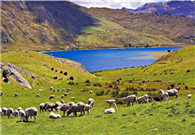 New Zealand eyes customized tours for Chinese visitors