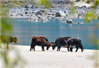 Tibet's tourism revenue up 47 pct in Q1