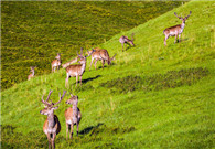 National park to heal "Mother Mountains" in northwest China