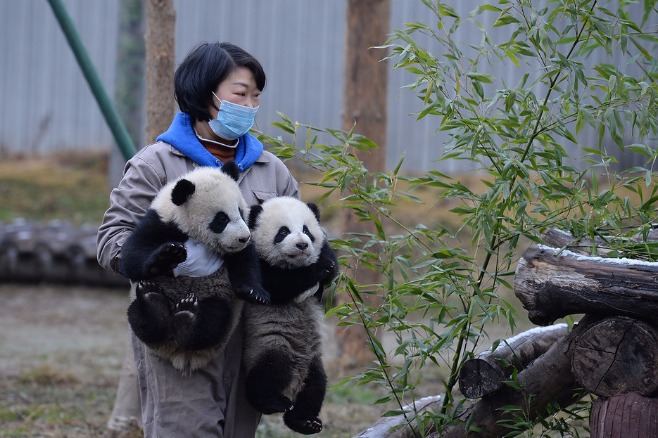 China's panda protection bears fruits amid 150th anniversary of discovery