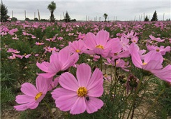 Baotou: the perfect summer getaway