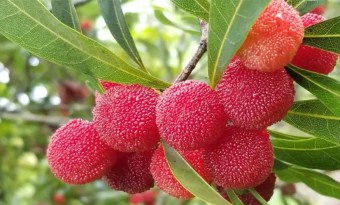  Liangkou town: ideal place for picking juicy yangmei in Guangzhou