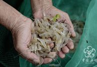 Taihu Lake White Shrimp