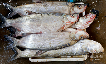 Taihu Lake White Fish