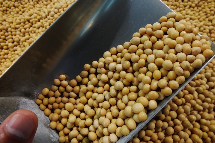 Subsidies encourage farmers to grow more soybeans