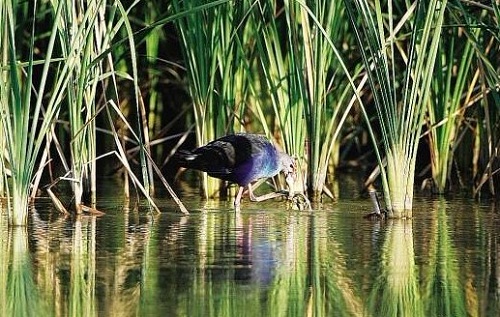 Purple Swamphen_8a8e2.jpg