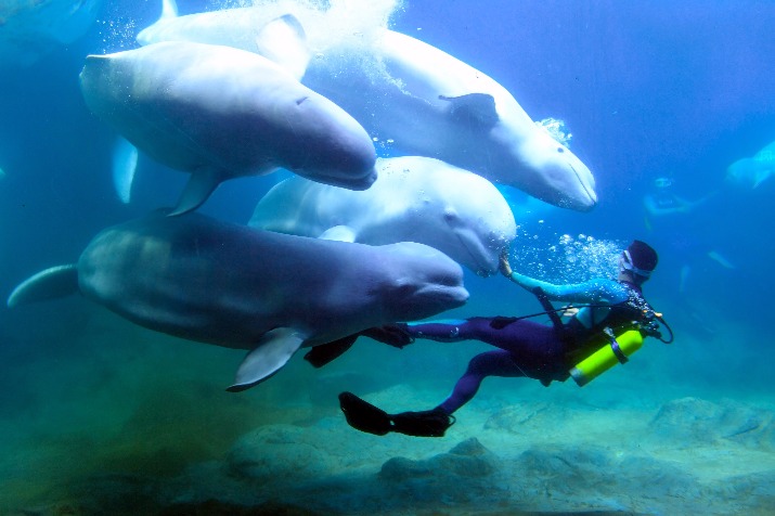 Hengqin New Area spurring business, transportation growth