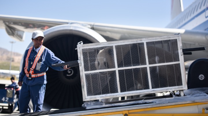 Four giant pandas to call high-altitude plateau home