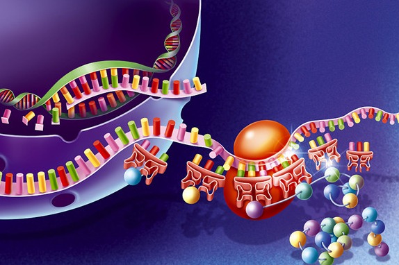 人类遗传资源 (rénlèi yíchuán zīyuán): Human genetic resource