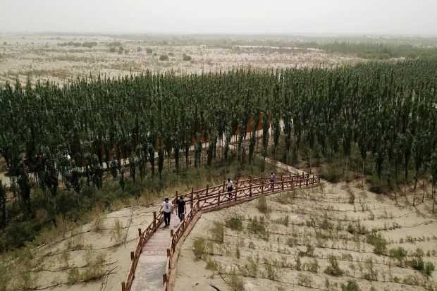 Tree-planting programs defy deserts and drought