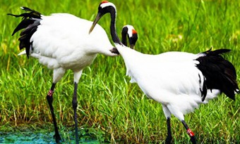 Heilongjiang offers an escape from the summer heat, in style