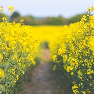 Summer tourism season (4): Take a look at Shenyang’s exhibitions & fairs