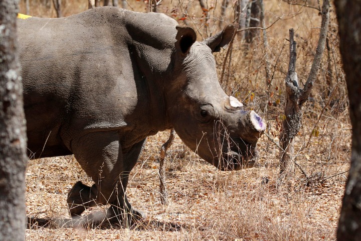 Report: More travelers prefer wildlife-friendly tours