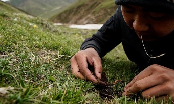 Guoluo caterpillar fungus(果洛虫草/guǒ luò chóng cǎo)