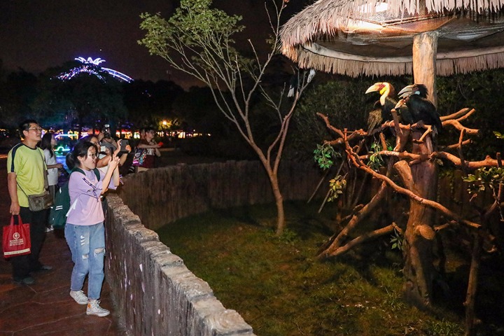 Night tours become popular