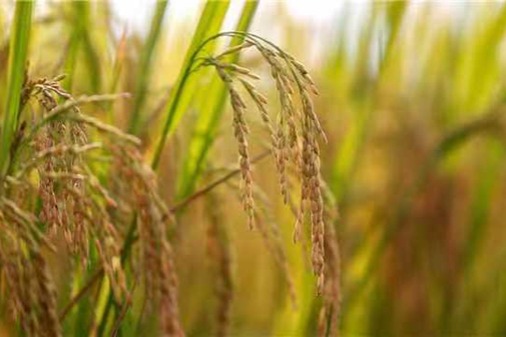 Tourism at Guizhou's golden terraced fields grows in autumn