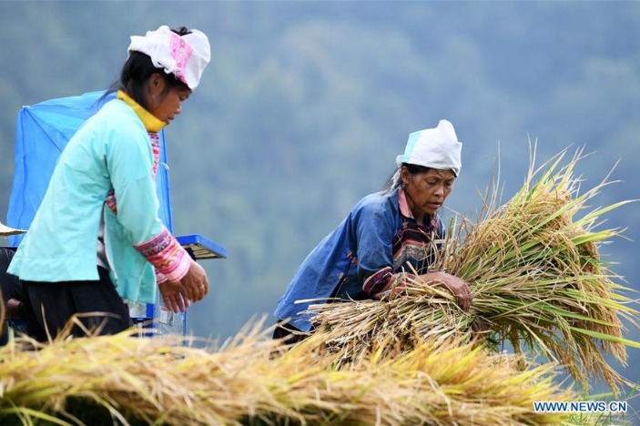 Villagers harvest paddy rice in China's Guizhou