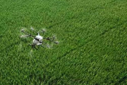 China's grain output rises nearly 6 times in 70 years