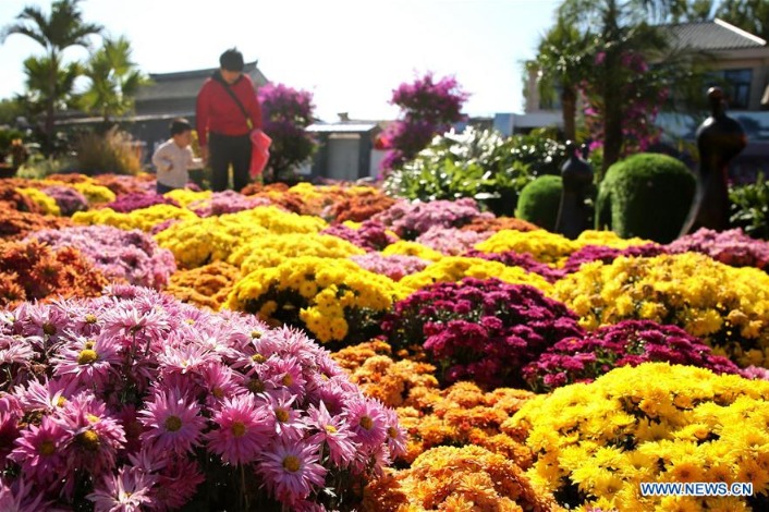 Chrysanthemum exhibition held in China's Hebei