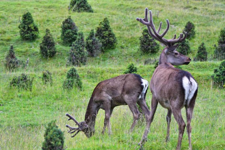 Pilot national parks make progress in ecological protection
